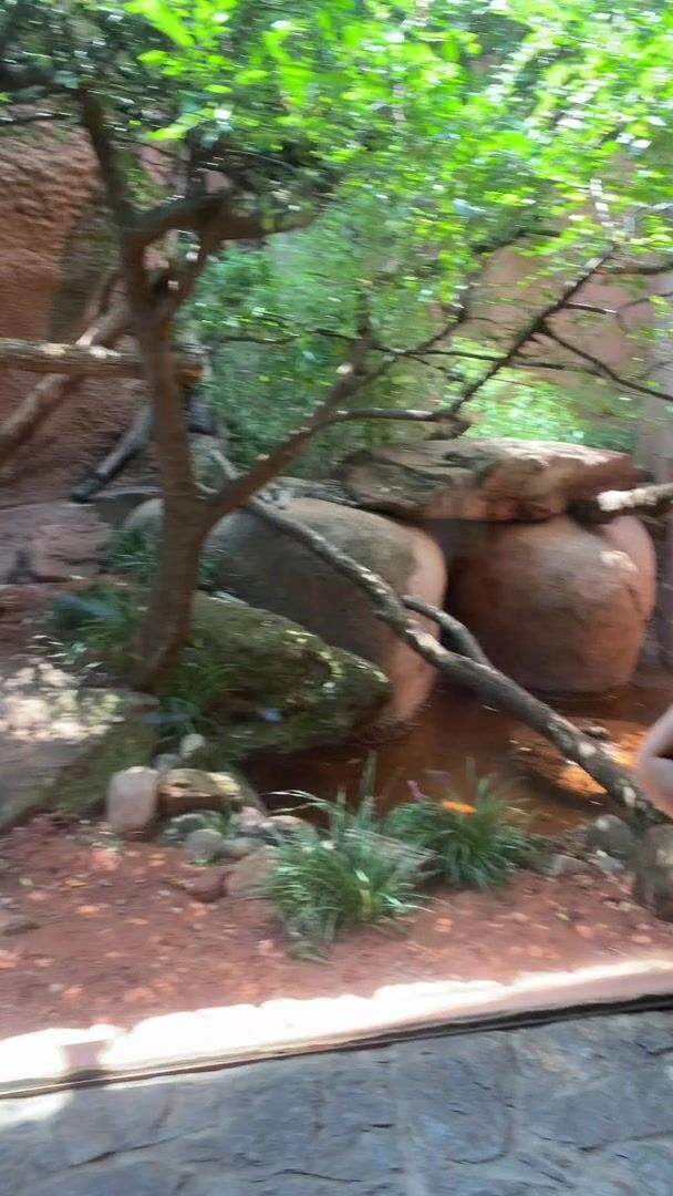 flashing my tits at the zoo :)